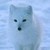  Arctic fox, mbweha