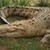  крокодил