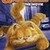 Garfield 1