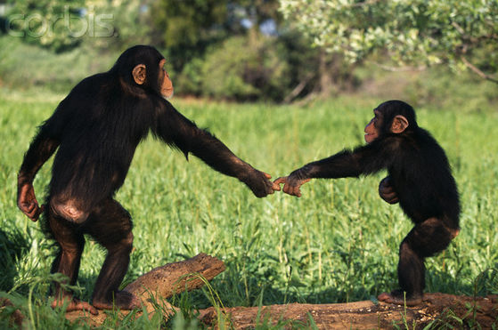 The more we can learn about chimpanzees, the more we can learn about our own roots.