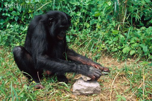 Chimps use tools, just like humans, and can pass on knowlege (about tools and medicine) through generations.