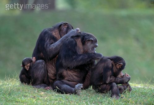 Chimps are intensely social creatures. They cannot survive on their own.
