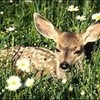 Bambi Baby02 photo