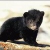 Blackbear Cub Baby02 photo