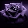 Purple Rose LisaS photo