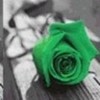 Green Rose LisaS photo