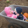My kids picking pumpkin. Temptasia photo