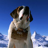 Saint Bernard Mountain Dog Complete With Keg cliff photo