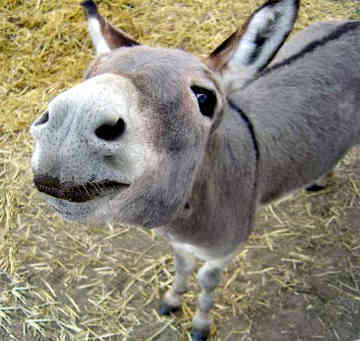  A Donkey