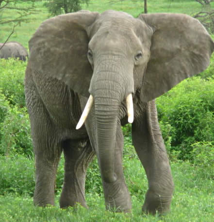  Adult gajah