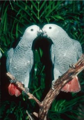 African Grey Parrots