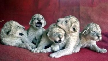  African lion cubs