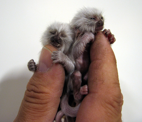 Albino Pygmy Monkeys