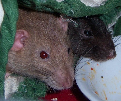  Aly крыса and Sammy
