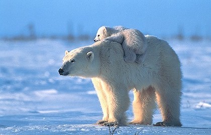  Animal polarbear vs baby
