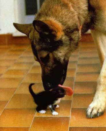  Animal Dog vs kitty