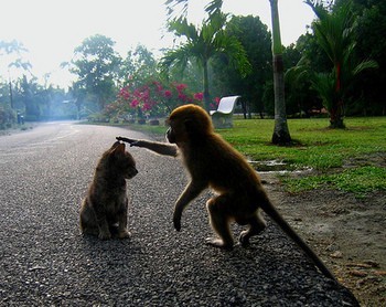  Animal kitty vs monkey