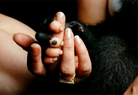  Baby Gorilla Clutches Human