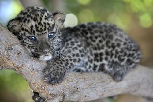  Baby leopard