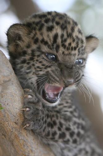 Baby leopard