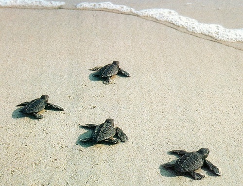  Baby sea Turtles