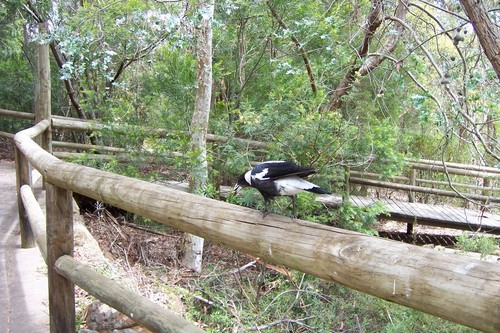  Ballarat Bird World