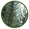  Balsam পাহাড় Branch