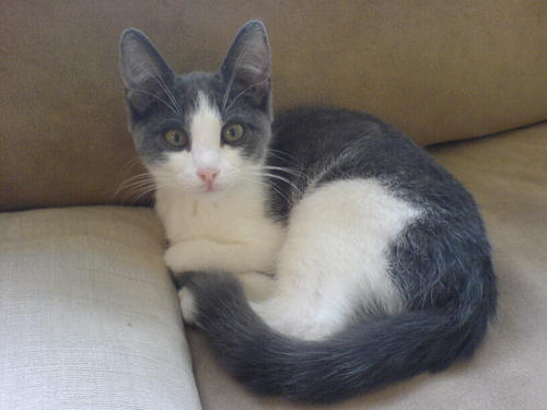  Basil as a kitten