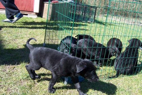  Black Alsation Pups