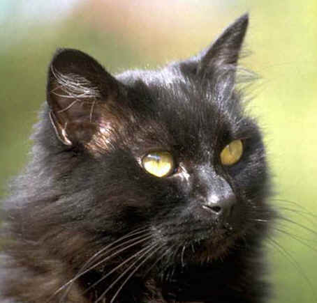  Black Kucing