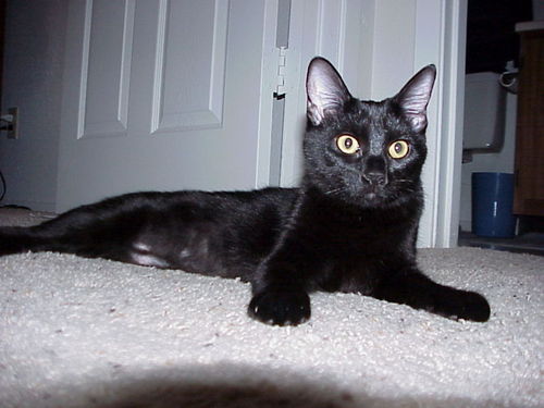  Black Kucing