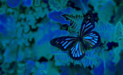  Blue con bướm, bướm