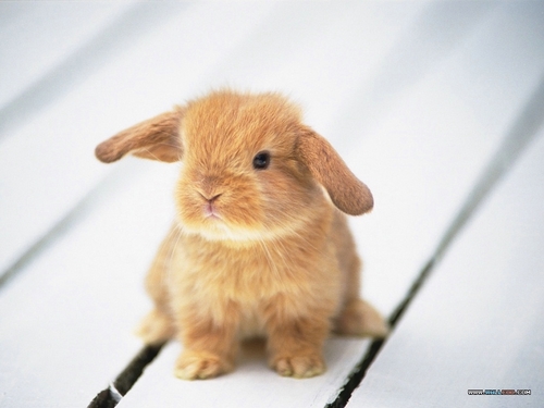  Bunny দেওয়ালপত্র