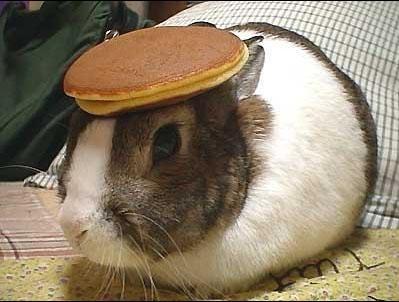 Bunny with pancake