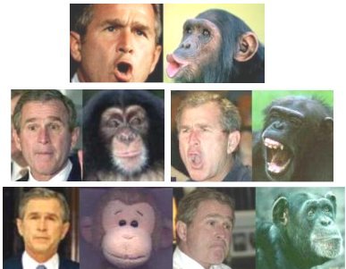  bụi cây, cây bụi, tổng thống bush VS Monkey