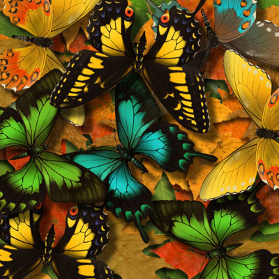  Butterflies