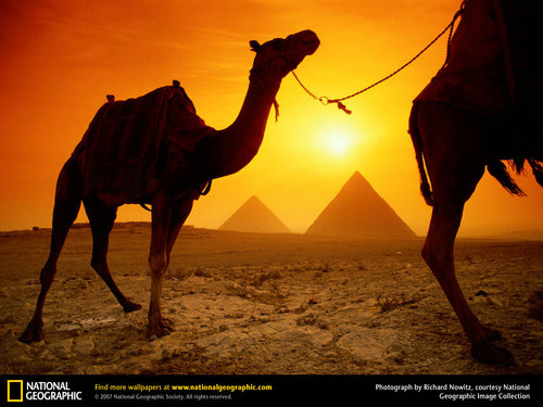  Camels and Pyramids Обои