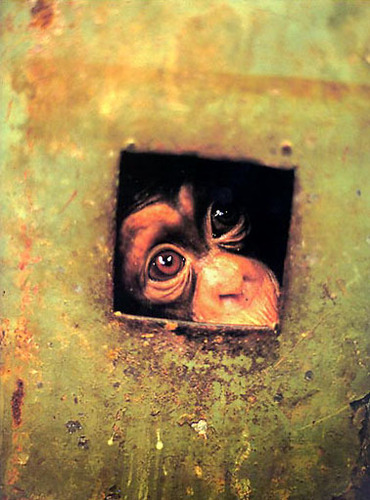  Captive Chimp