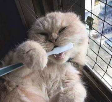  Cat Brushing Teeth