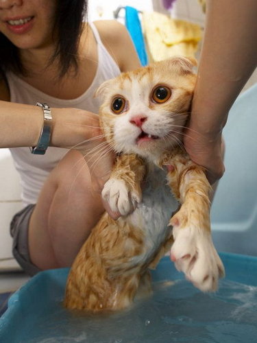  Cat baths