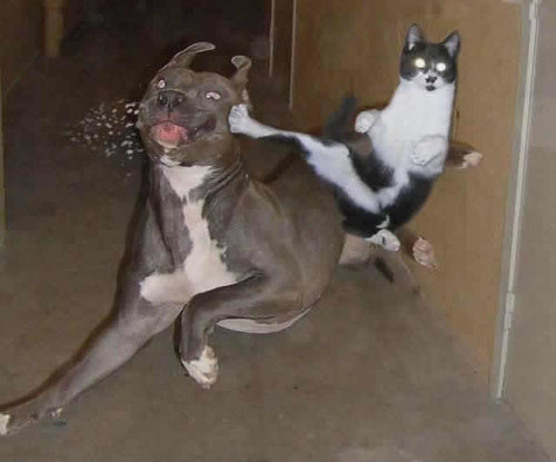  Cat vs Dog