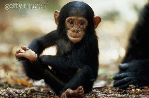  Chimpanzee Baby