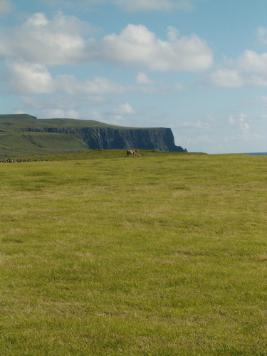  Cliffs of Moher plus Cow :D