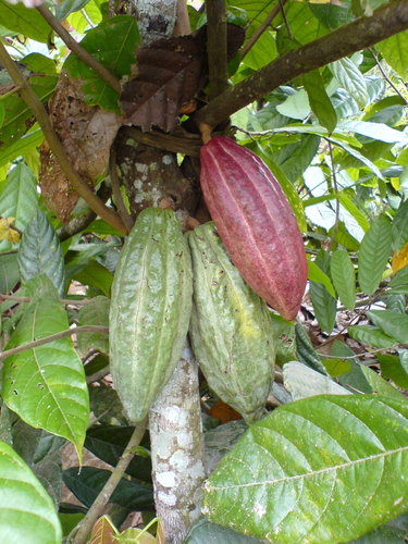  kakao beans