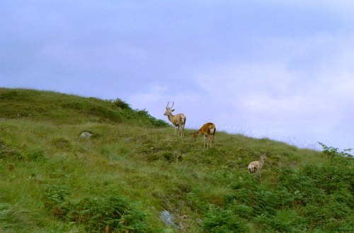  Deer on the Isle Of Jura