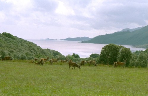  Deer on the Isle Of Jura