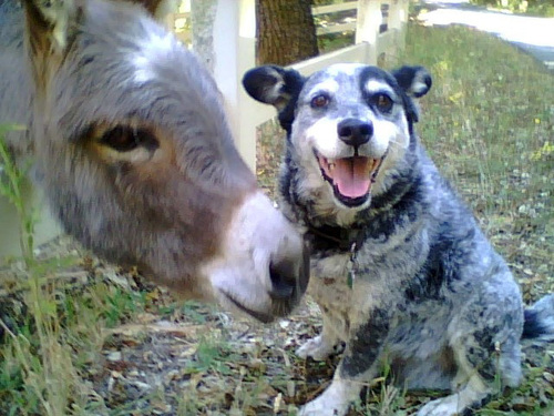 Donkey Friends