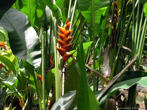  El Yunque Flora