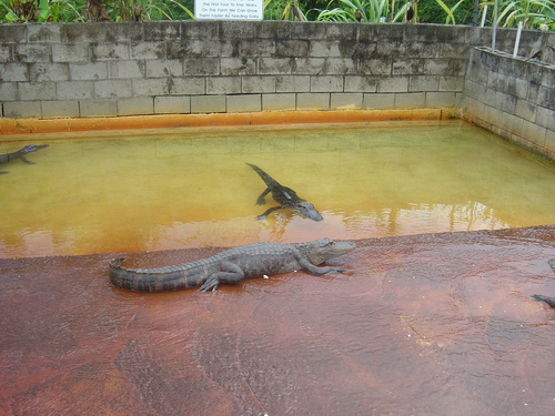  Everglades Gator Farm