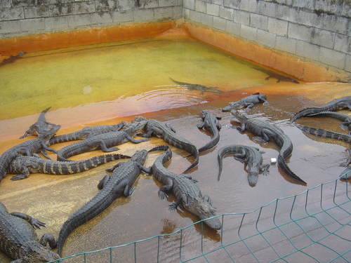  Everglades Gator Farm
